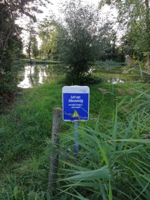 Blauwalg1